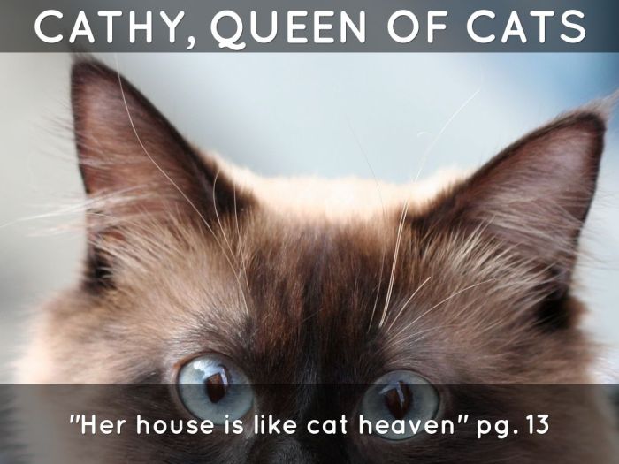 Cathy the queen of cats